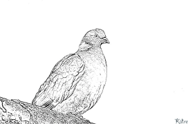 pigeon Coloring Pages To Print